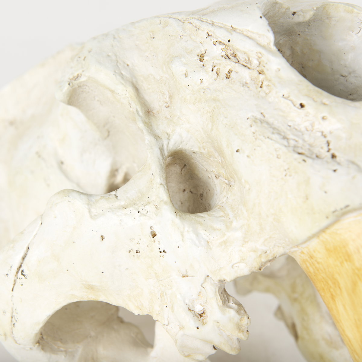 Fozzil 9L x 9W Resin Sabretooth Skull Replica, Decorative Object by Mercana, 9" length x 9.06" width x 14.96" height View 11