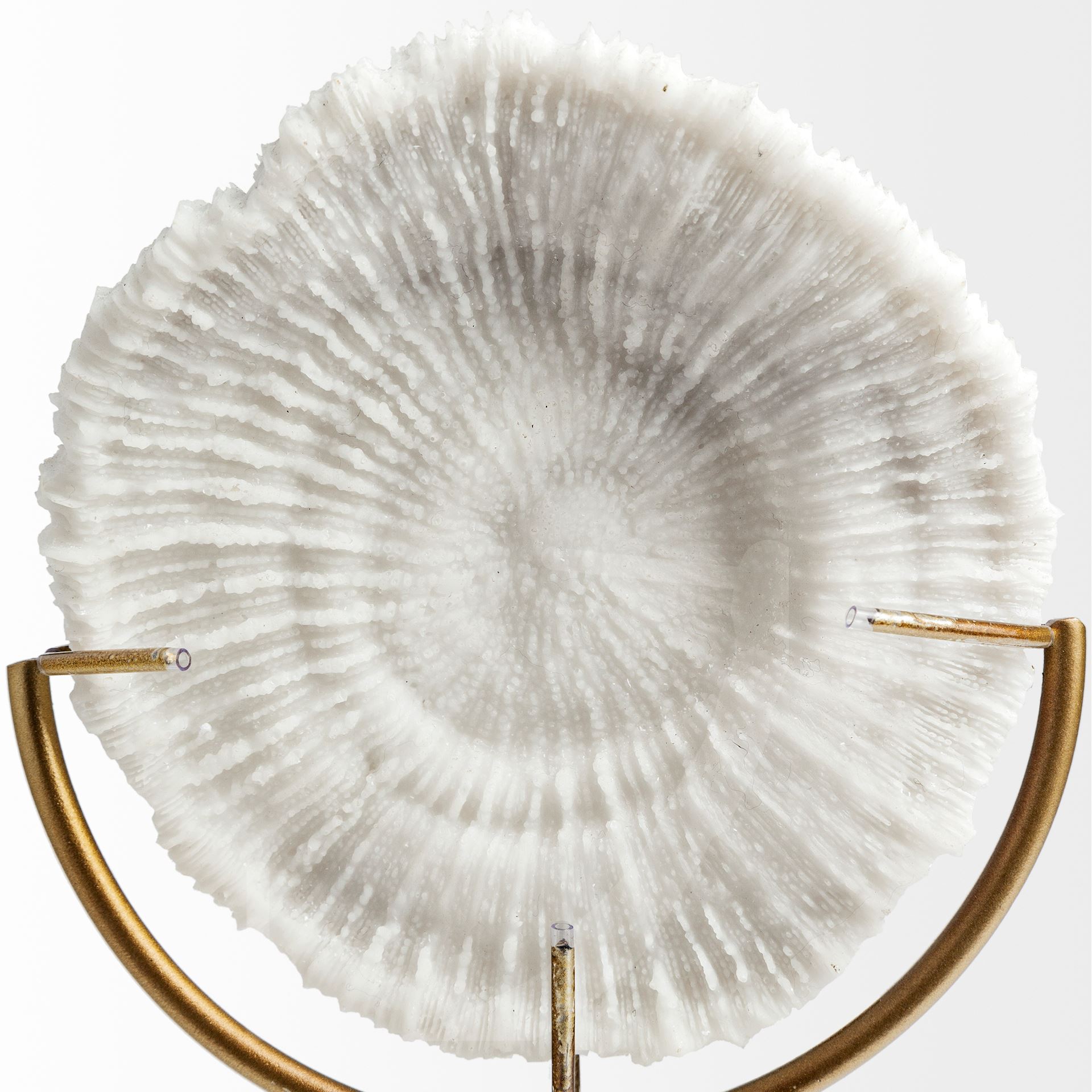 Sandy II (Medium) 6L x 3W White Coastal Sand Dollar Object, Decorative Object by Mercana, 6.1" length x 3.15" width x 12.4" height View 5