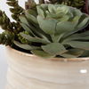 Mesa Succulent Accent thumbnail 4