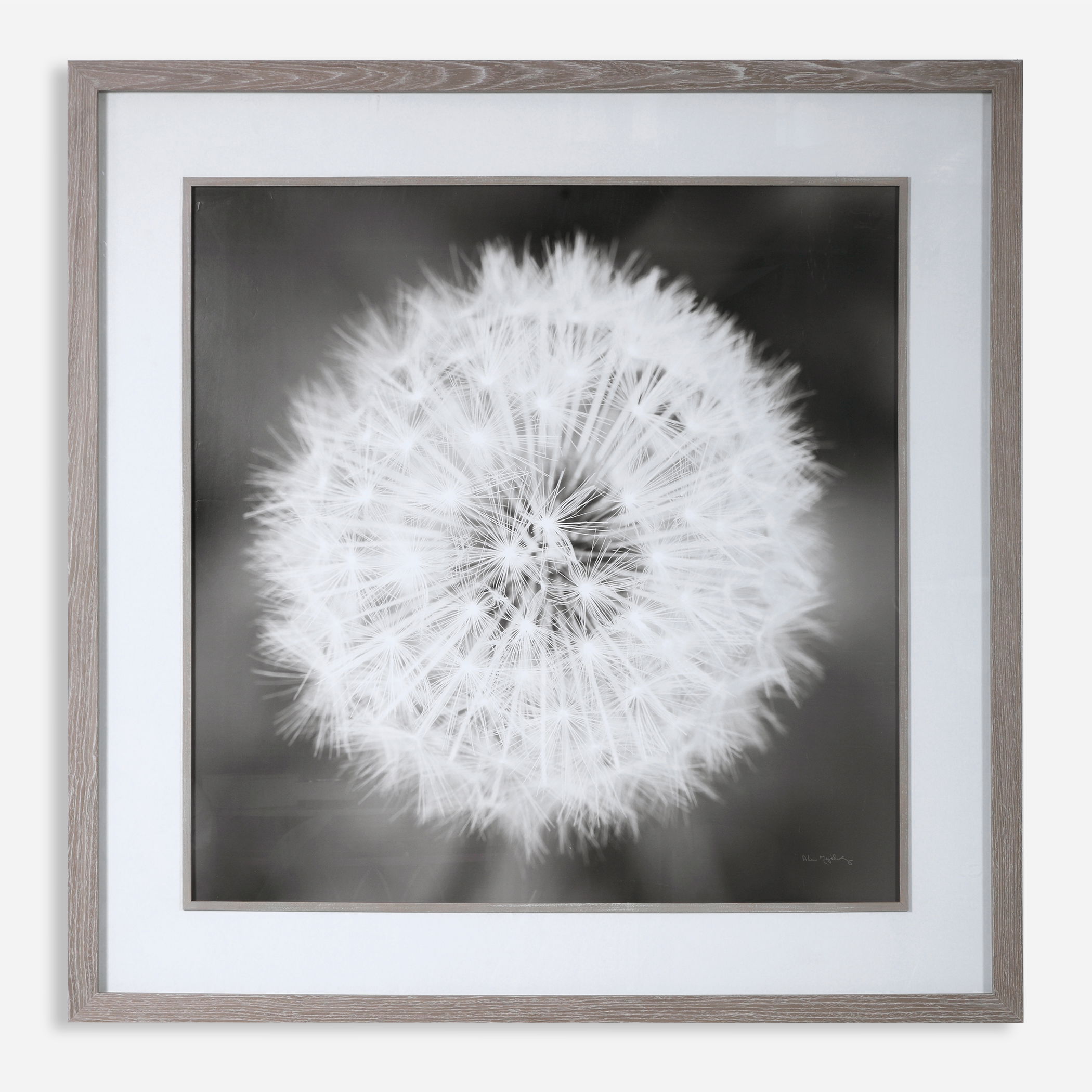 Dandelion Seedhead Framed Print large image 