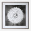 Dandelion Seedhead Framed Print thumbnail 0