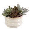 Mesa Succulent Accent, Artificial Plants & Flower by Uttermost, 9.5" width x 8.5" height x 9.5" depth thumbnail 4
