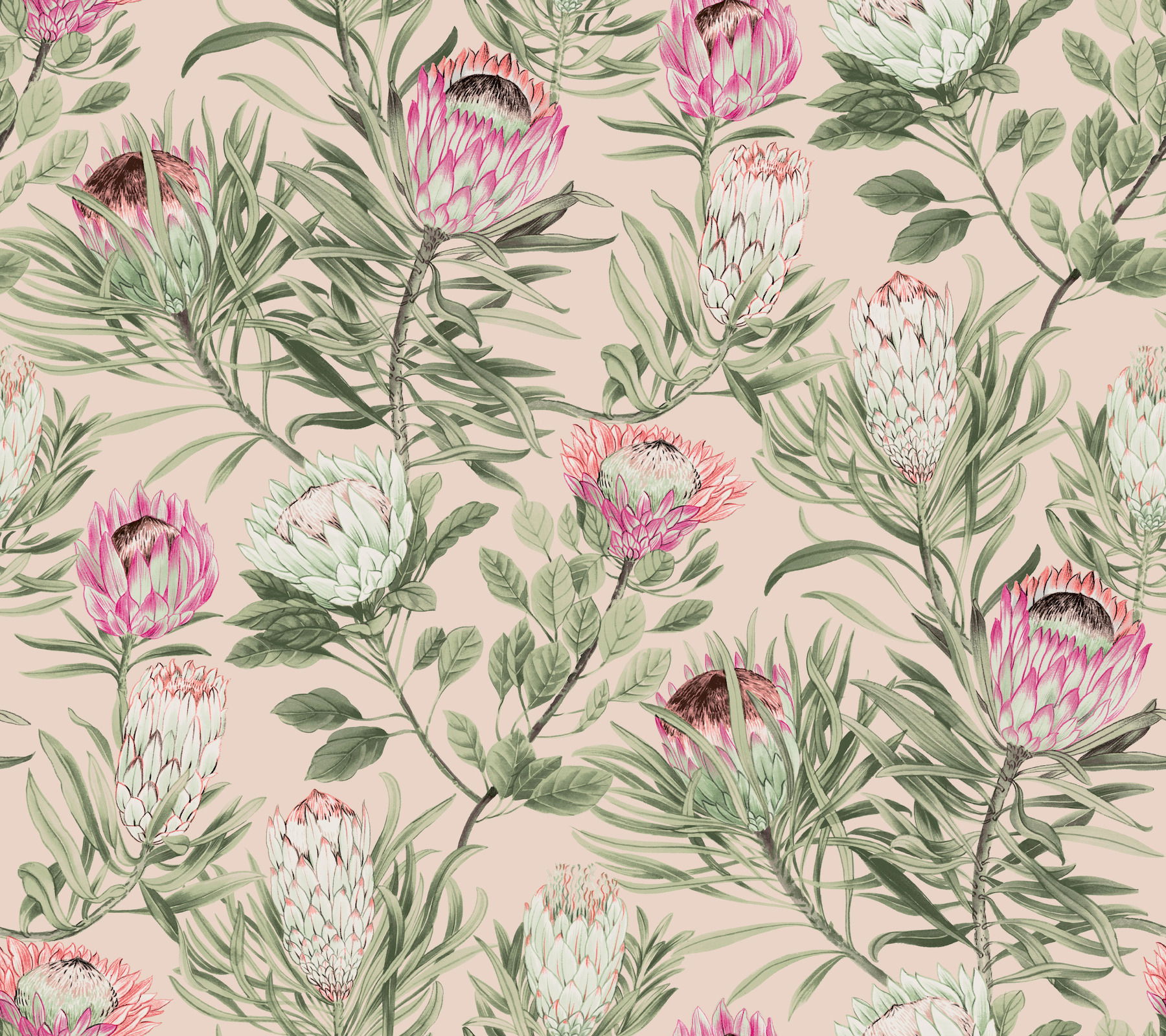 Protea Blush Wallpaper large image 
