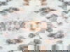 Leopard Appaloosa Off White Peel & Stick Wallpaper thumbnail 0