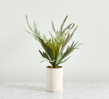 Online Designer Dining Room Potted Staghorn, Medium