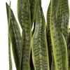 Fasita Brass Planter 2 Cartons, Artificial Plants & Flower by Uttermost, 15" width x 44" height x 15" depth thumbnail 4