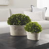 Oval Domes Preserved Boxwood Set/2, Decorative by Uttermost, 14" width x 12" height x 8" depth thumbnail 4