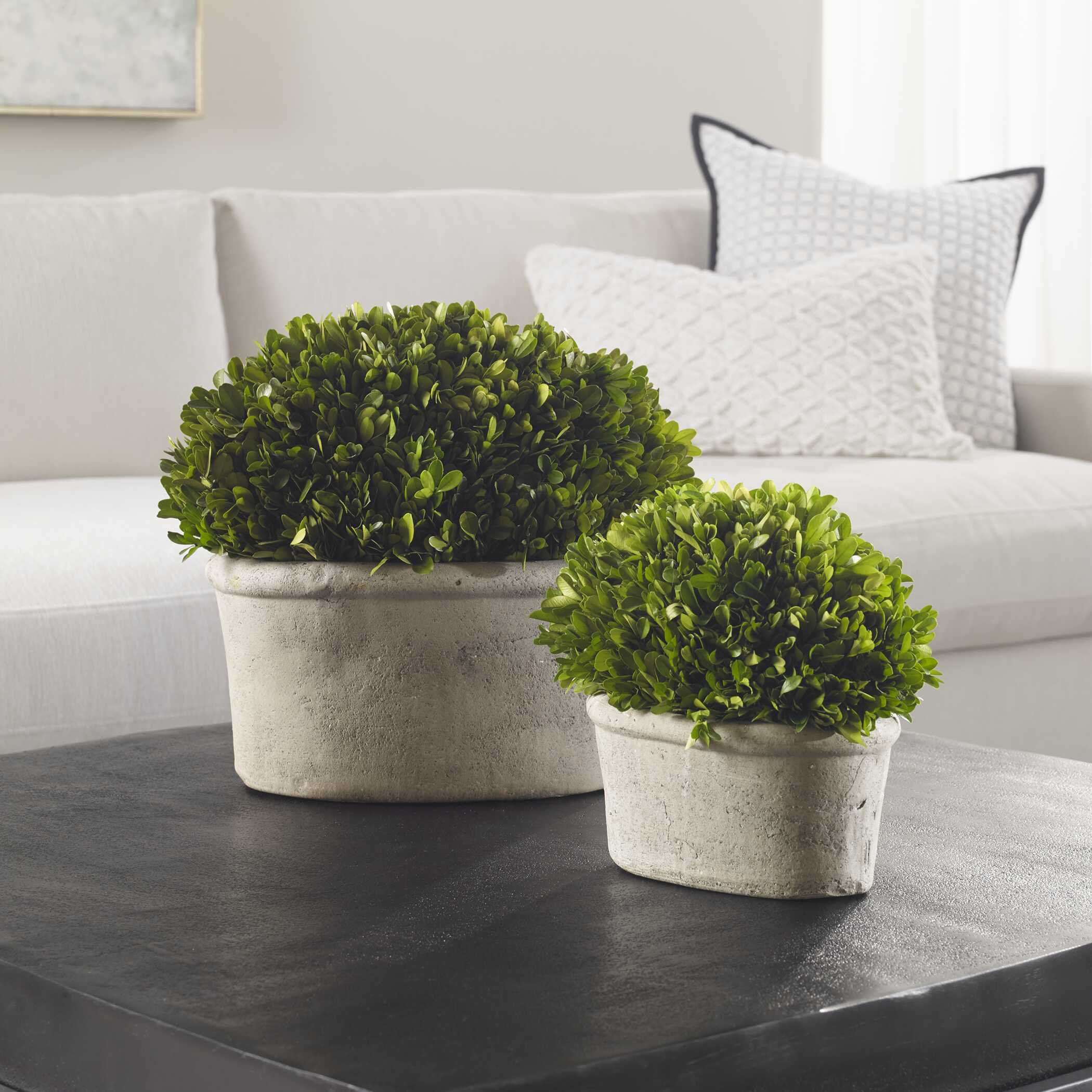 Oval Domes Preserved Boxwood Set/2 large image 