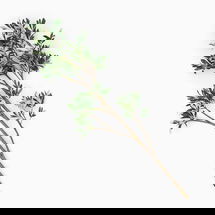 Online Designer Combined Living/Dining Faux Black Olive Branch, Green