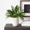 Verdure Fern In Glazed Pot, Artificial Plants & Flower by Uttermost, 18.75" width x 16.25" height x 18.75" depth thumbnail 5