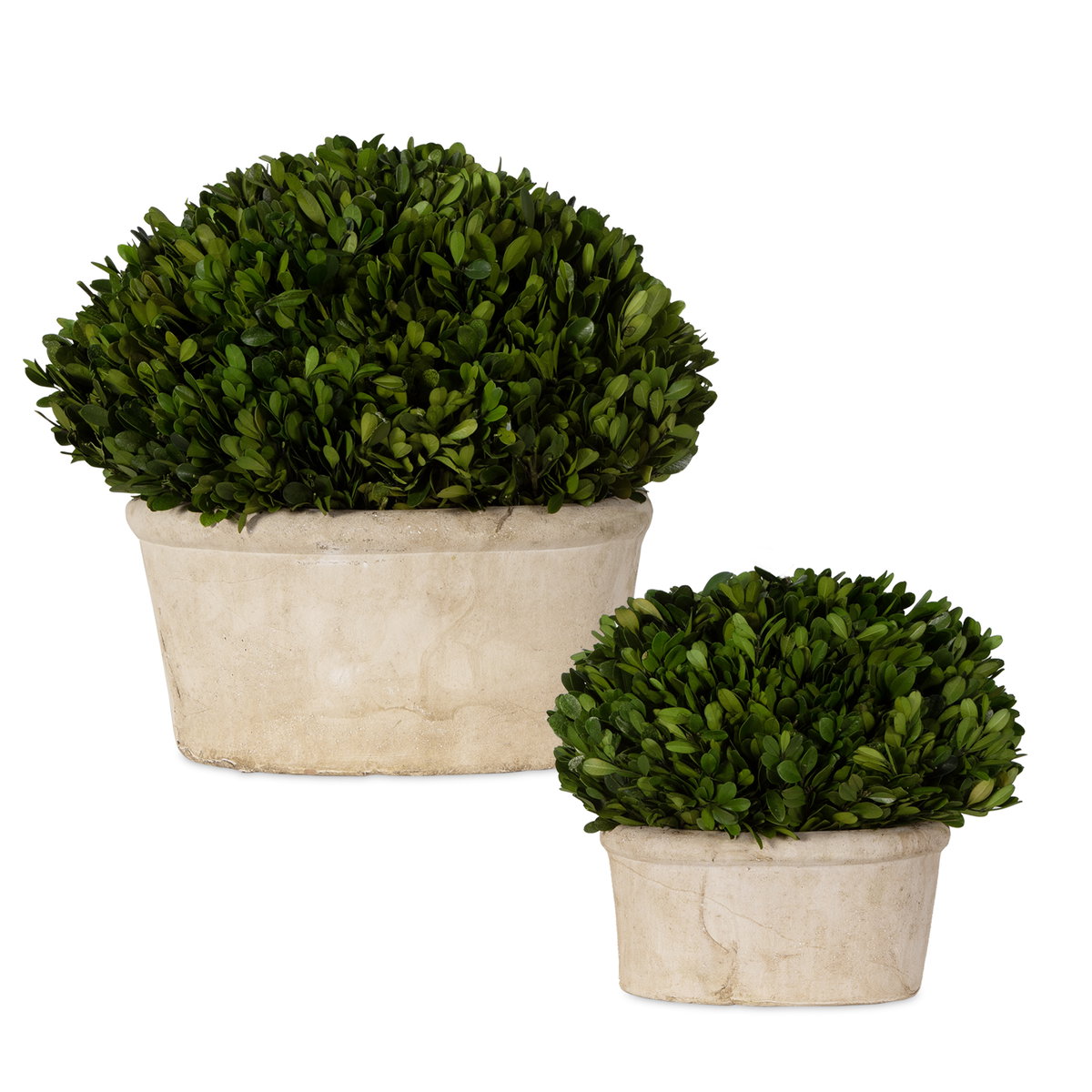 Oval Domes Preserved Boxwood Set/2, Artificial Plants & Flower by Uttermost, 14" width x 12" height x 8" depth View 1