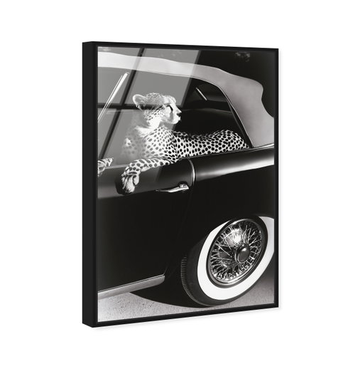 Convertible Feline I (No Embellishment)