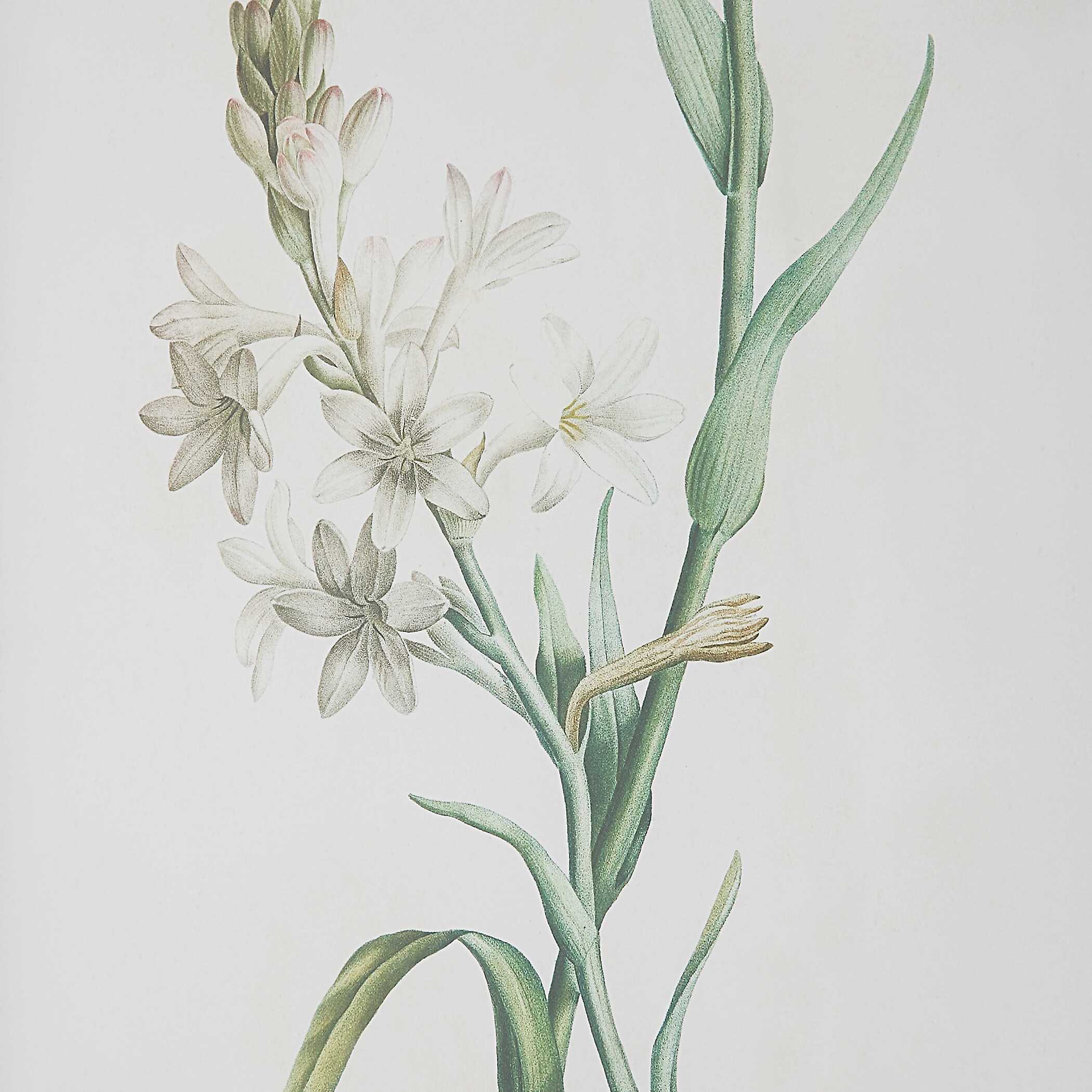 Heirloom Blooms Study Framed Prints Set/4 large image 