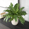 Verdure Fern In Glazed Pot thumbnail 3