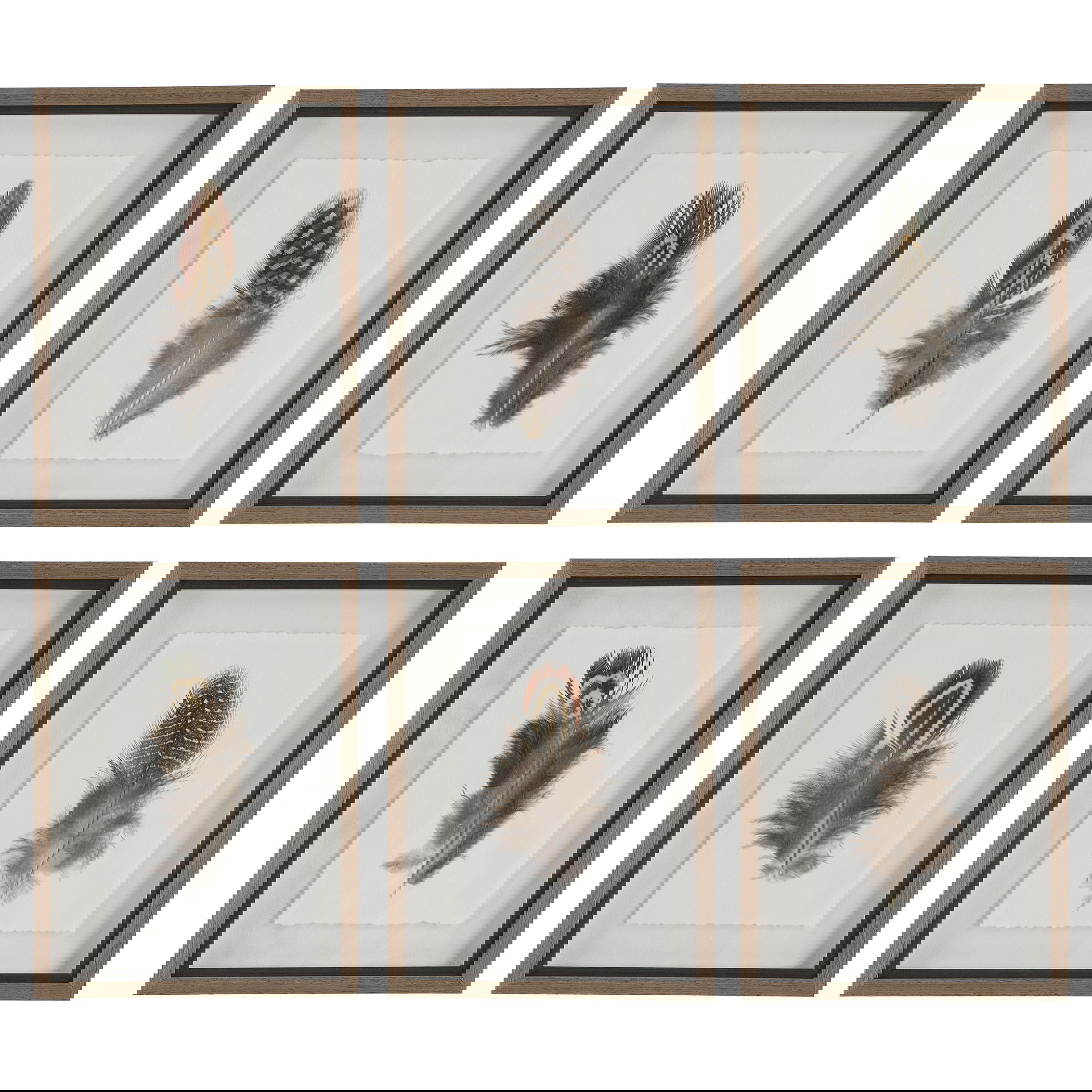 Birds Of A Feather Framed Prints Set/6, Painting by Uttermost, 15" width x 20" height x 1.75" depth View 1