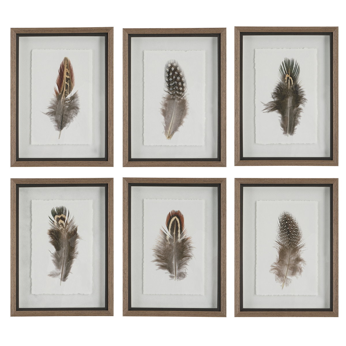 Birds Of A Feather Framed Prints Set/6, by Uttermost, 1'3" width x 1'8" height x 1.75" depth View 1