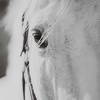 Eyes On The Prize Framed Print, Art by Uttermost, 46.25" width x 34.25" height x 2.5" depth thumbnail 6