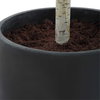 Boreal Potted Birch Tree, by Uttermost, 2'4.5" width x 7'2.25" height x 2'4.5" depth thumbnail 7