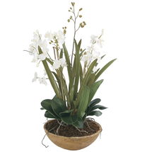 Online Designer Living Room Moth Orchid Planter