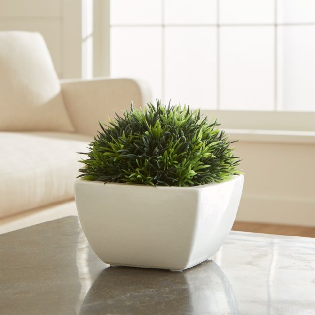 Online Designer Bedroom Potted Moss