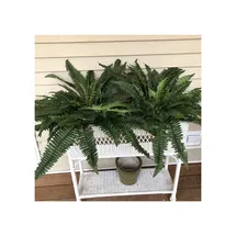 Online Designer Hallway/Entry Faux Fern Plant (Set of 2)