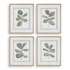Fiddle Head Leaf Botanical Prints Set/4, Art by Uttermost, 28" width x 34" height x 2.12" depth thumbnail 1
