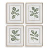Fiddle Head Leaf Botanical Prints Set/4 thumbnail 0
