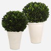 Preserved Boxwood Domes Set/2 thumbnail 0