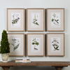 Green Floral Botanical Study Prints S/6 thumbnail 1