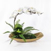 Transcend Orchid Centerpiece, Artificial Plants & Flower by Uttermost, 18" width x 16" height x 16" depth thumbnail 1