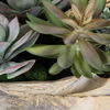 Seaside Breeze Succulents thumbnail 3