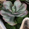 Seaside Breeze Succulents, Artificial Plants & Flower by Uttermost, 23" width x 10" height x 14" depth thumbnail 3