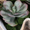 Seaside Breeze Succulents, Artificial Plants & Flower by Uttermost, 23" width x 10" height x 14" depth thumbnail 3