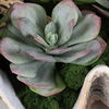 Seaside Breeze Succulents, Decorative by Uttermost, 23" width x 10" height x 14" depth thumbnail 3
