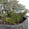 Alverio Desert Garden Succulents, Artificial Plants & Flower by Uttermost, 9.25" width x 9.5" height x 10.75" depth thumbnail 5