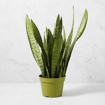 Online Designer Bathroom Live Sansevieria Snake House Plant