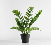 Online Designer Home/Small Office Faux Potted ZZ Plant, Green