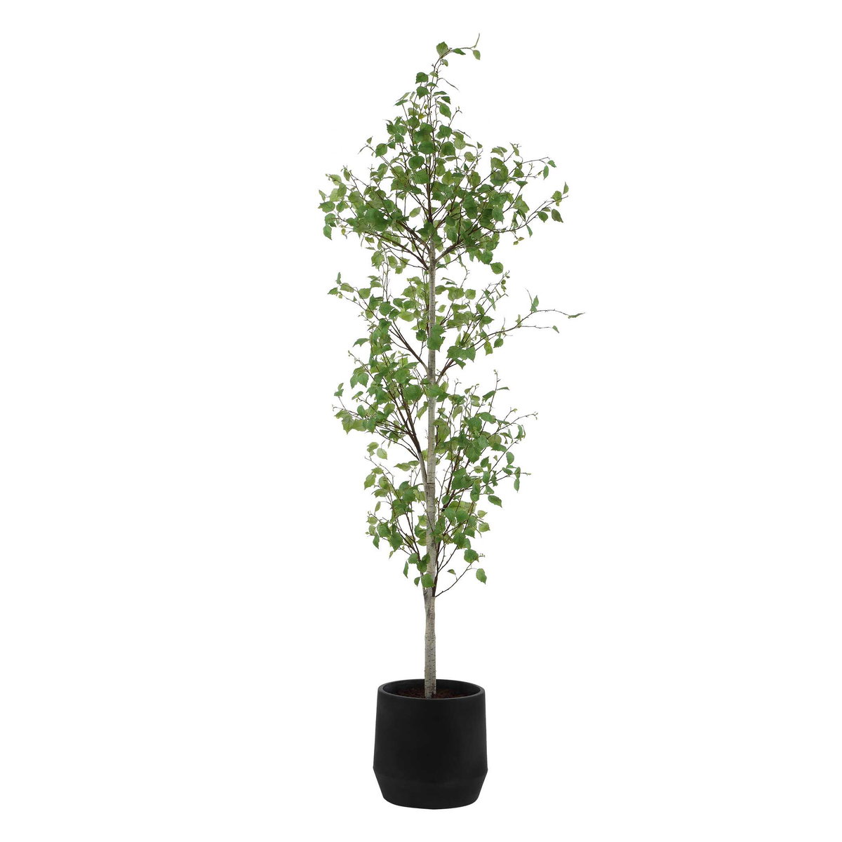 Boreal Potted Birch Tree, by Uttermost, 2'4.5" width x 7'2.25" height x 2'4.5" depth View 1
