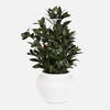 Elena Olive Centerpiece, Artificial Plants & Flower by Uttermost, 20" width x 28" height x 20" depth thumbnail 1