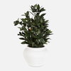 Elena Olive Centerpiece, Artificial Plants & Flower by Uttermost, 20" width x 28" height x 20" depth thumbnail 1