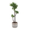 Arbor Strawberry Tree, by Uttermost, 1'1.5" width x 3'7" height x 1'2.75" depth thumbnail 4
