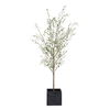 Abundance Potted Olive Tree thumbnail 2