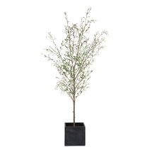 Online Designer Bedroom Abundance Potted Olive Tree