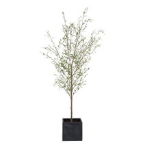 Online Designer Combined Living/Dining Abundance Potted Olive Tree