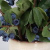 Blueberry Fields Accent thumbnail 3