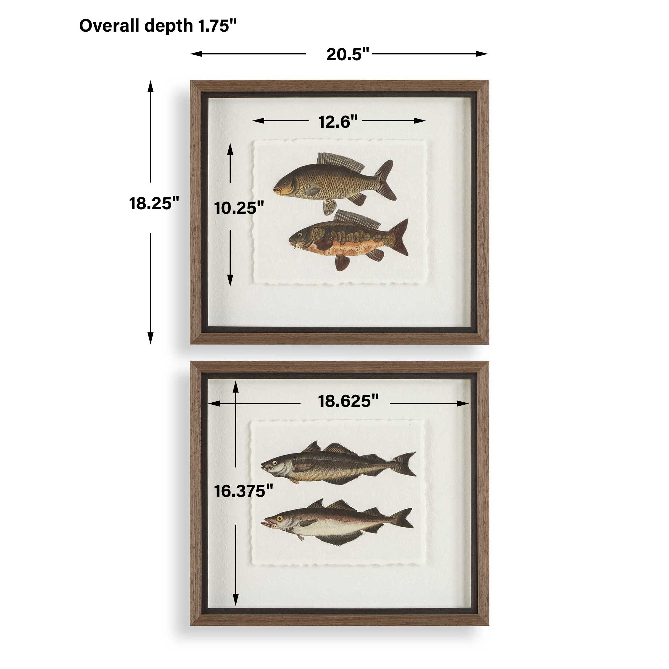 The Catch Framed Fish Prints Set/2, Painting by Uttermost, 20.5" width x 18.25" height x 1.75" depth View 3
