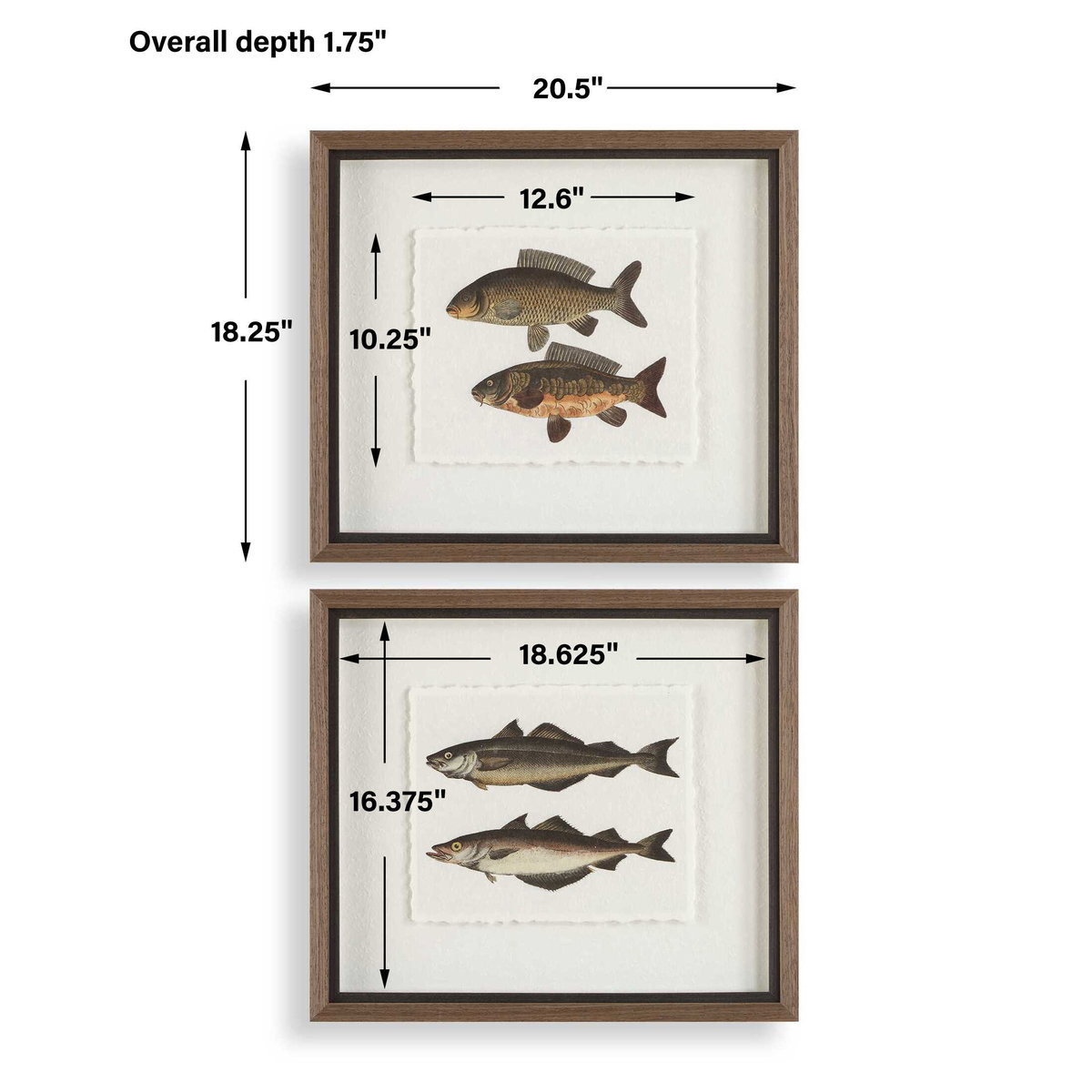 The Catch Framed Fish Prints Set/2, by Uttermost, 1'8.5" width x 1'6.25" height x 1.75" depth View 3