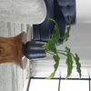 Mari Calla Accent Plant thumbnail 1