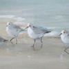Tranquil Shorebirds On The Sand Framed Print thumbnail 3