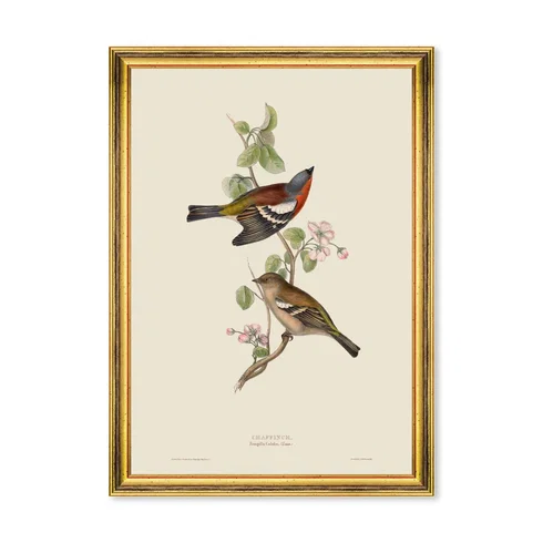 CHAFFINCH